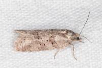 Cnephasia
