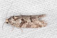 Cnephasia