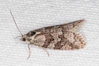 Cnephasia