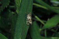 Celypha lacunana