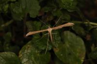Emmelina monodactyla