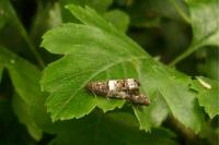 Notocelia trimaculana