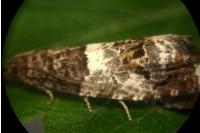 Notocelia trimaculana