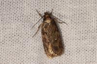 Depressaria albipunctella