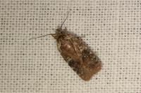 Agonopterix purpurea