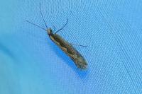 Plutella xylostella