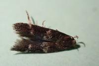 Mompha subbistrigella