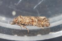 Aethes margarotana