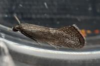 Klimeschia transversella