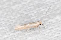 Phyllonorycter triflorella