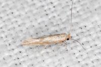 Phyllonorycter triflorella