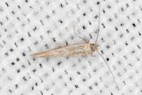 Phyllonorycter triflorella