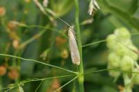 Lathronympha strigana