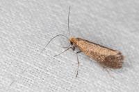 Nematopogon