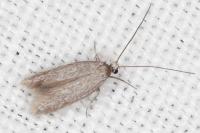 Urodeta hibernella