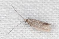 Urodeta hibernella