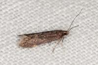 Aproaerema anthyllidella
