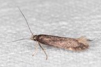 Aproaerema anthyllidella