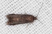 Aproaerema anthyllidella