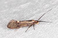 Esperia sulphurella