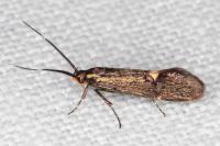 Esperia sulphurella