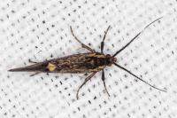 Esperia sulphurella