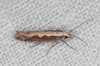 Plutella xylostella