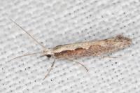 Plutella xylostella