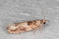Crocidosema plebejana
