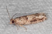 Crocidosema plebejana