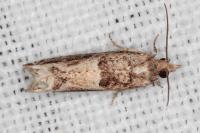 Crocidosema plebejana