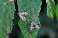 Anthophila fabriciana