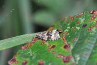 Celypha lacunana