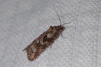 Cnephasia
