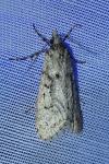 Diurnea fagella