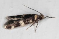 Oegoconia quadripuncta