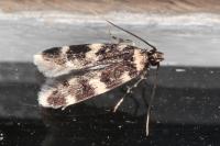 Oegoconia quadripuncta
