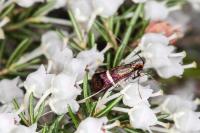 Adela australis