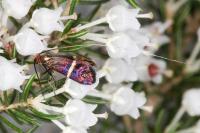 Adela australis
