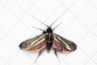 Adela reaumurella