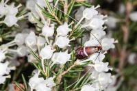 Adela australis