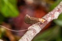Nematopogon adansoniella