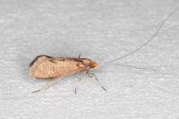 Nematopogon adansoniella