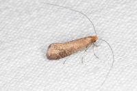 Nematopogon adansoniella