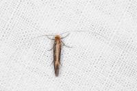 Nematopogon adansoniella
