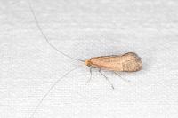 Nematopogon