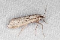 Diurnea fagella