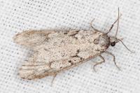 Diurnea fagella