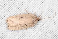 Agonopterix yeatiana