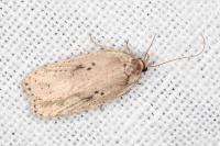 Agonopterix yeatiana